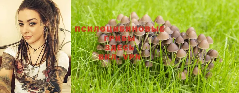 купить  сайты  мориарти телеграм  Псилоцибиновые грибы Magic Shrooms  Елец 